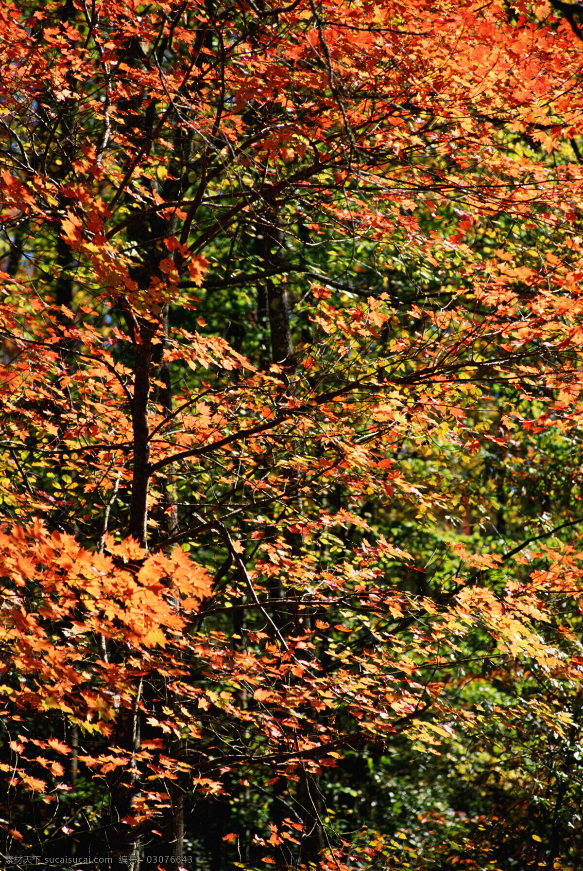 秋天 背景图片 秋天风景 秋景 秋天色彩 枫叶 叶子 树木 生态环境 野外 自然 自然生态 植物 户外 清新 自然风景 自然景观 花草树木 生物世界