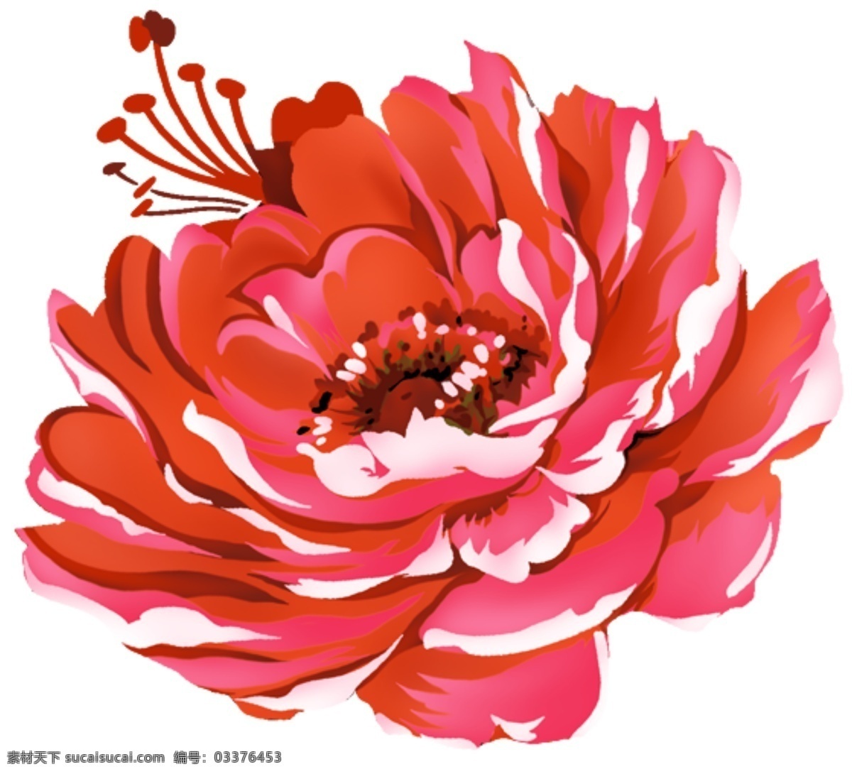 大红花 盛开 红花 白色