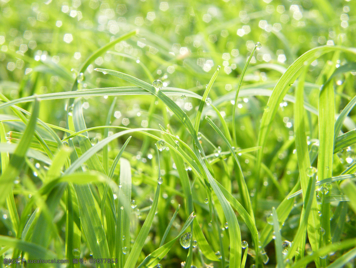 青草 晨露 雨水 水珠 水滴 漂亮水珠 蓝天 白云 阳光 太阳 光照 露水 露珠 晶莹剔透 绿叶 绿草 微距拍摄 绿色 草 植物 植被 环保 生态 花草主题 花草 绿叶底纹 生物世界 花草高清图片 花卉