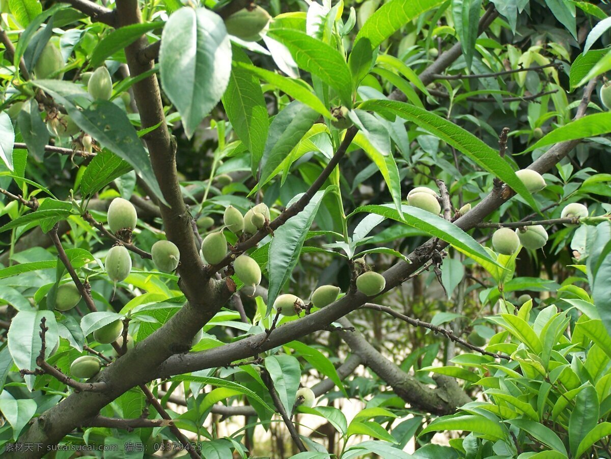 桃树 桃子 树 绿色植物 小桃子 田园风光 田园一角 田园景色 自然景观 摄影图库 230