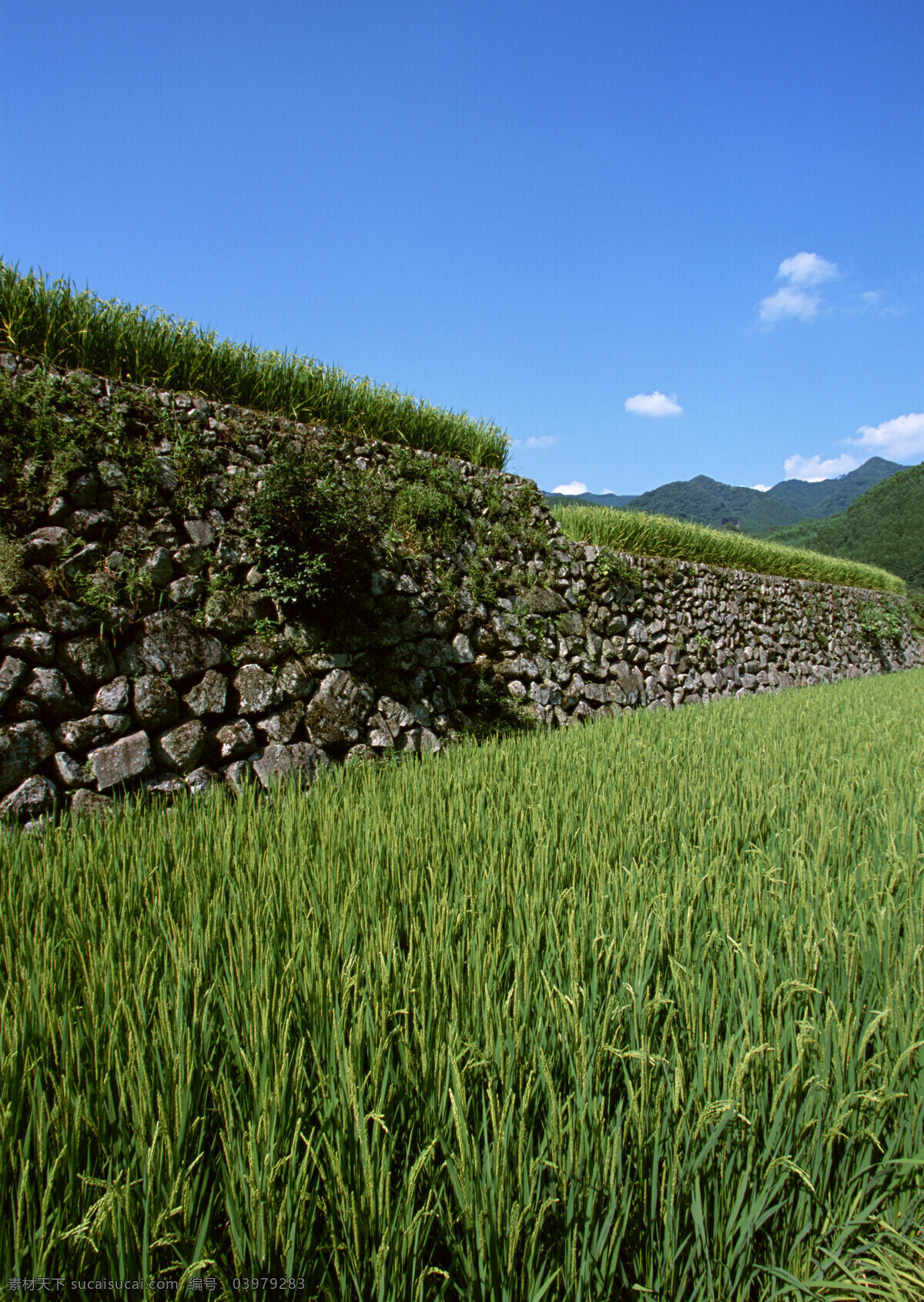 稻田免费下载 稻田 天空 田野 乡村田园图片 植物 庄稼 风景 生活 旅游餐饮