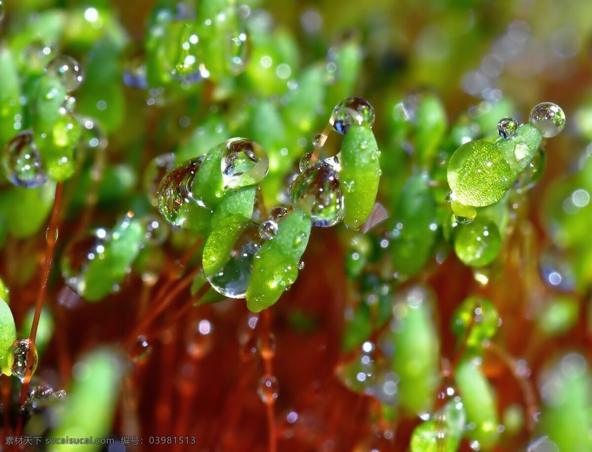 草 春天 干净 花草 晶莹剔透 露水 露珠 绿叶 水珠 绿叶背景 绿叶底纹 水珠图片 水滴 自然环保 上 绿叶上的水珠 水珠特写 晨露 绿叶特写 漂亮水珠 水珠和绿叶 干净的水 清澈 雨后 雨水 小草 树叶 微距拍摄 水 水花 水珠水花水滴 自然风景 自然景观 psd源文件