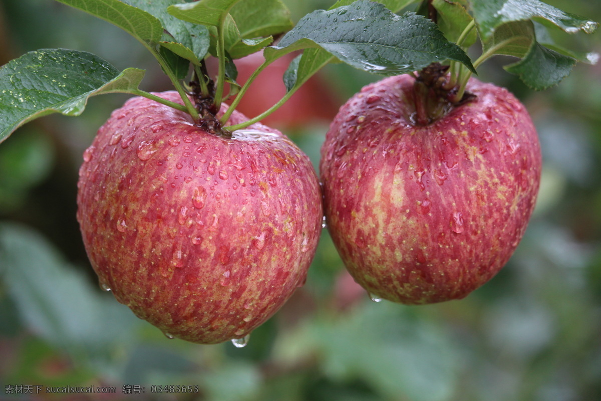 红富士 红苹果 夏苹果 丑苹果 嘎啦苹果 新鲜苹果 烟台苹果 富士苹果 水晶红富士 果园 叶鑫