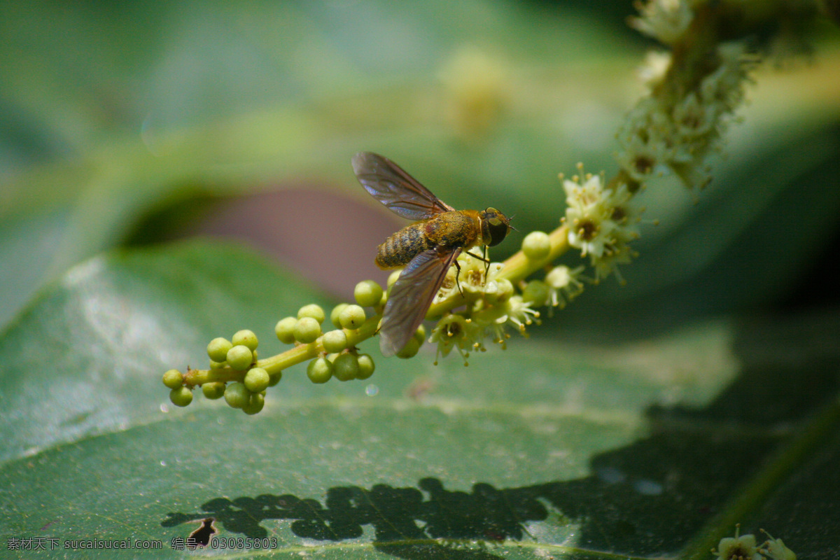 蜜蜂 虫子 动物 蜂 昆虫 生物世界 采蜜 蜂子 蜂类 节肢动物 飞虫 虫虫世界