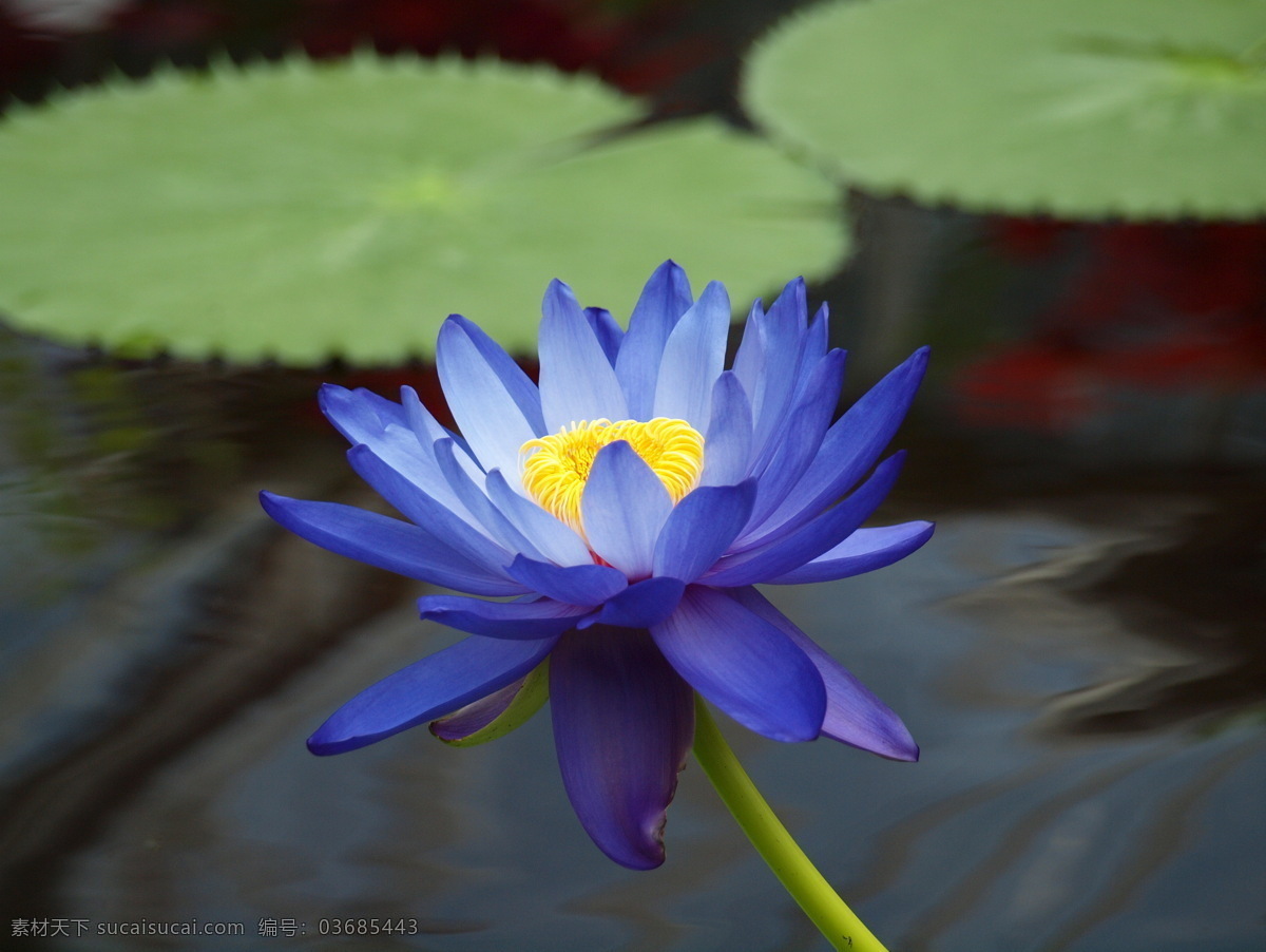 莲花 荷花 鲜花 花朵 花瓣 花蕊 花蕾 鲜艳 蓝莲花 绽放 夏天 荷叶 圣洁 池塘 花草 生物世界