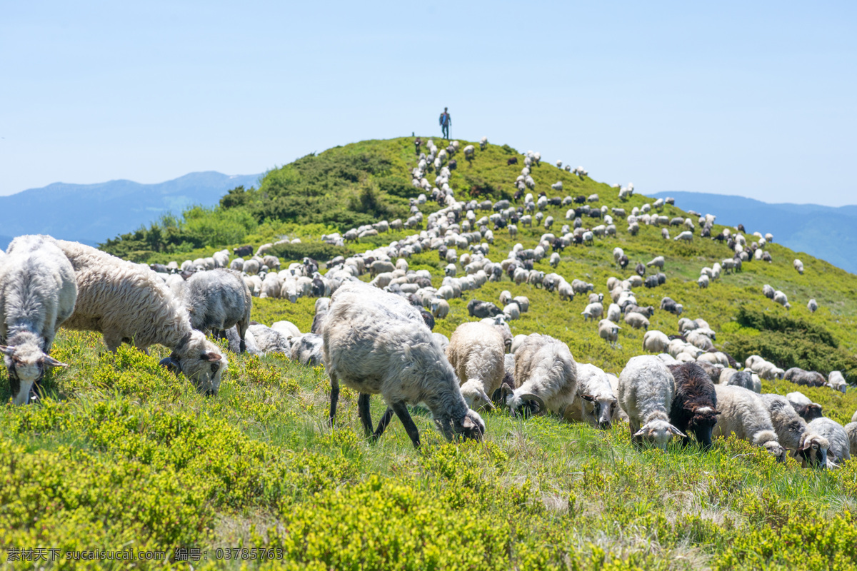 吃草的羊 吃 草 羊 吃草的羊图片 羊群 草地 牧场 动物摄影 动物世界 陆地动物 生物世界 黑色
