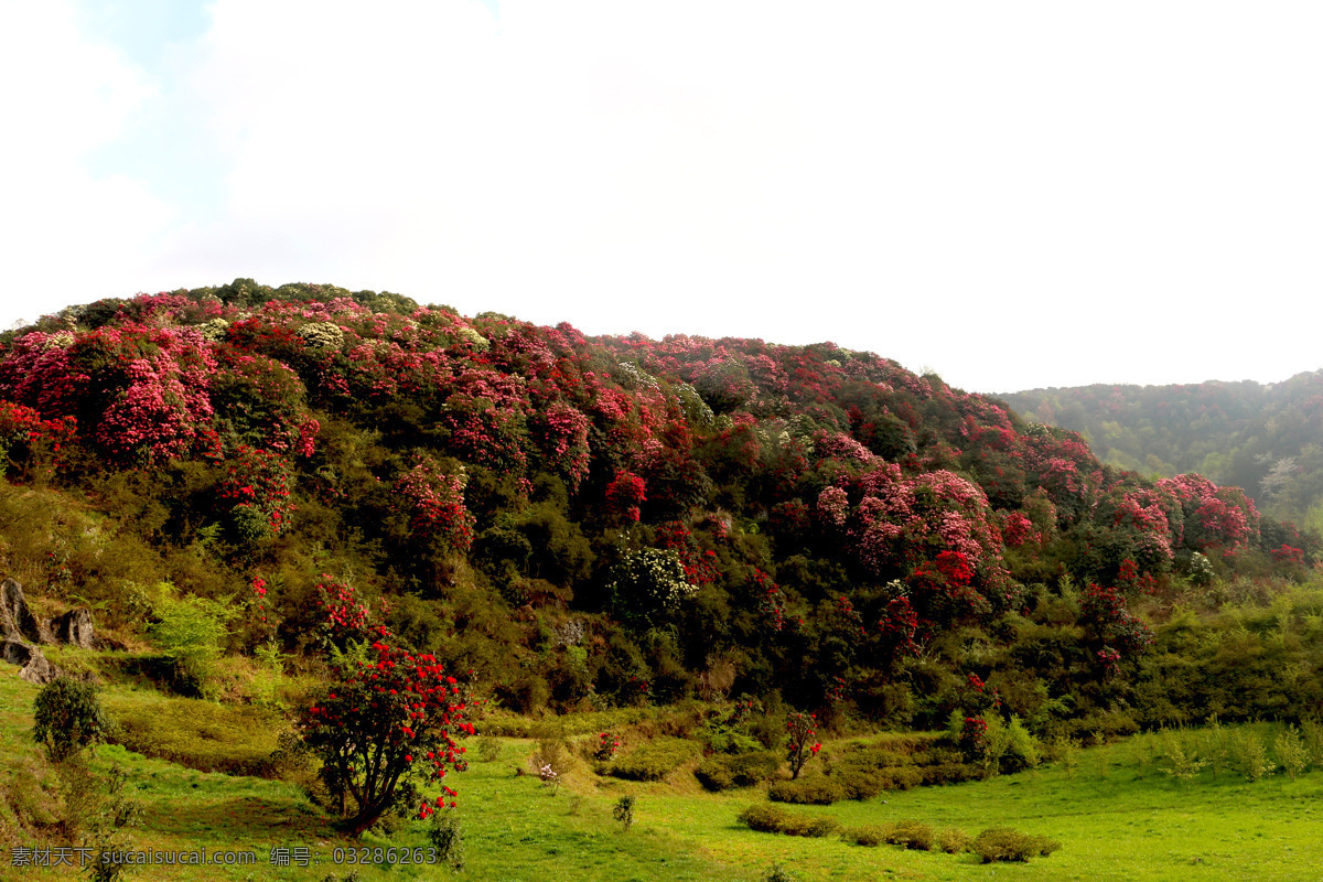 贵州 毕节 百里杜鹃 金坡 杜鹃 花海 自然景观 风景名胜