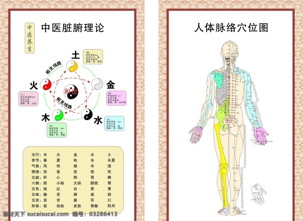 人体穴位图 中医脏腑 经络 中医养生 人体 穴位 金木水火土