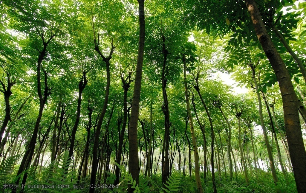 树木苗圃场 树 小树 树林 森林 栽培基地 树苗 树苗基地 自然 清新 绿色 树木树叶 生物世界