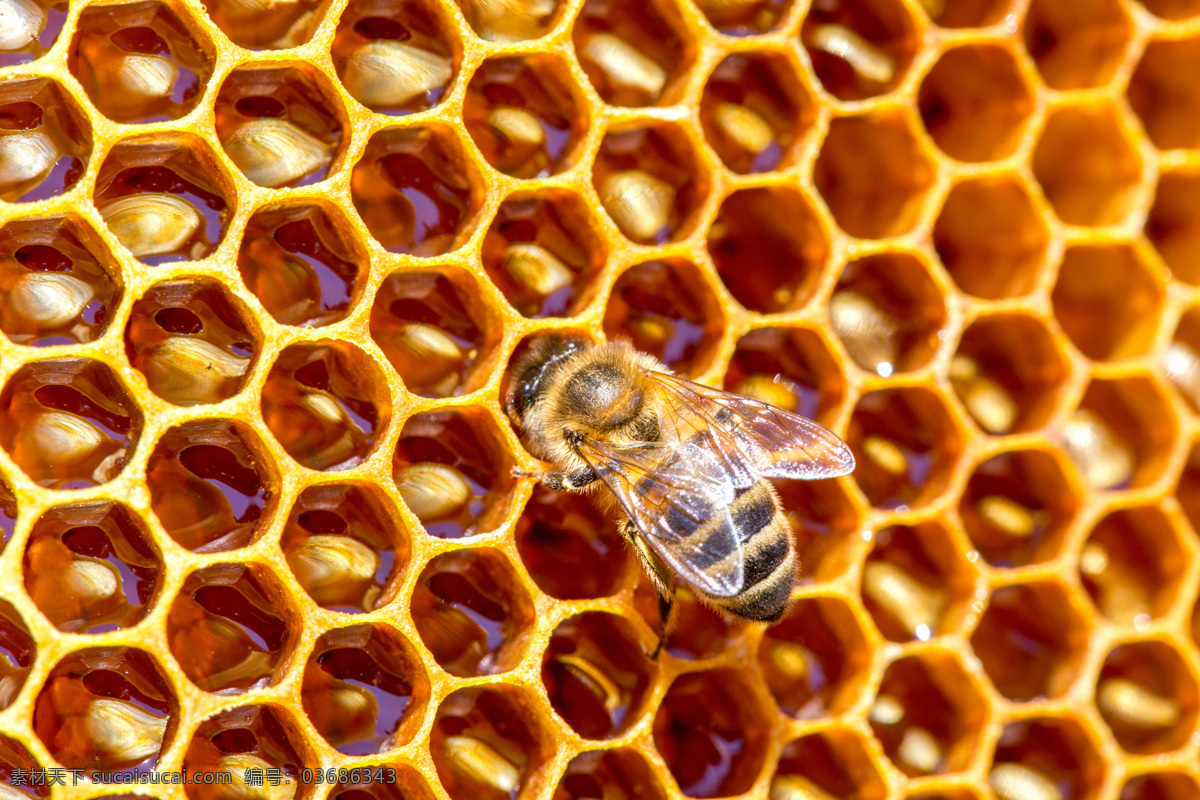 蜂巢 上 只 蜜蜂 蜂窝 蜂蜜 蜂胶 营养品 补品 昆虫世界 生物世界