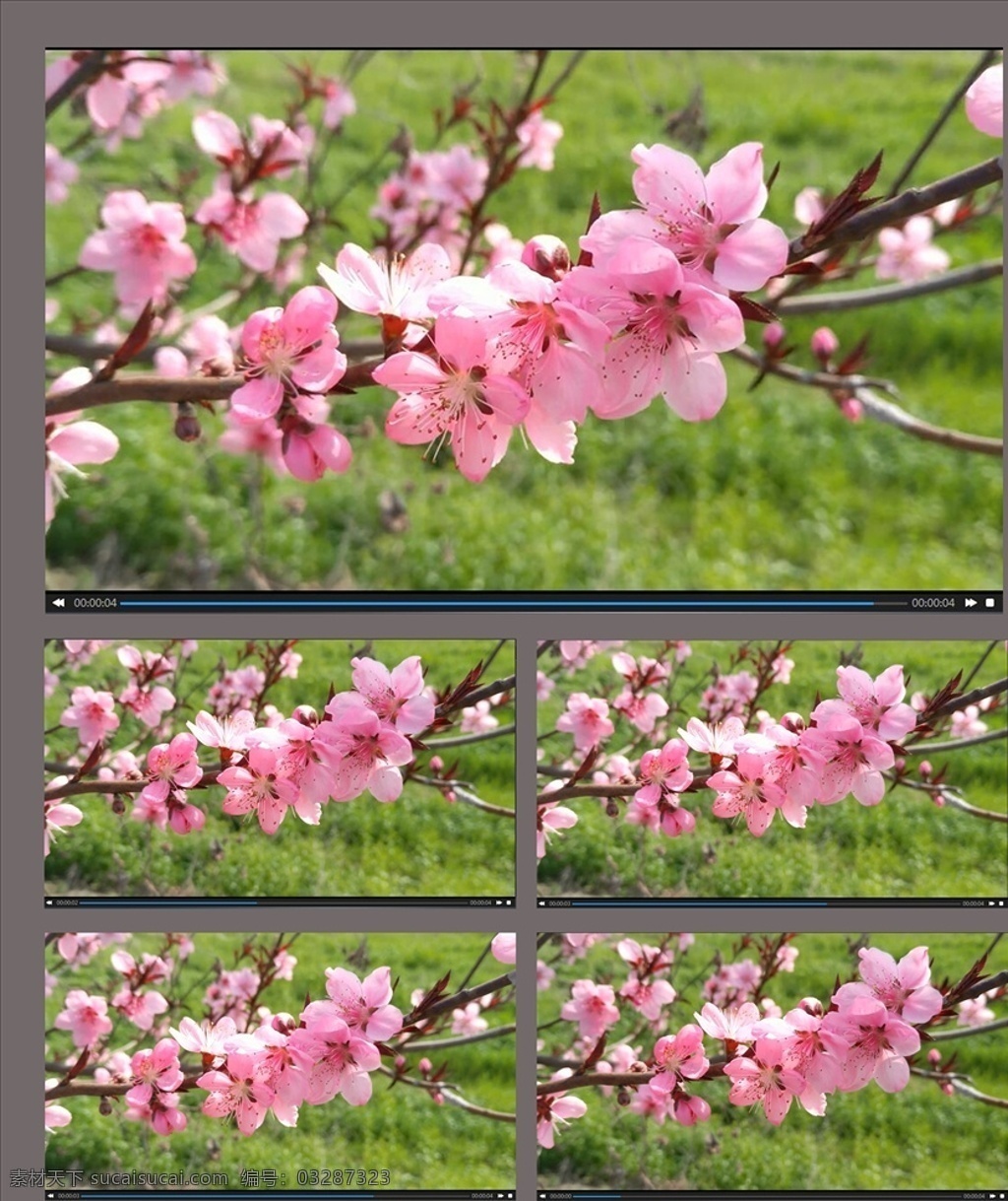 春季 桃花 盛开 视频 春季桃花盛开 桃花视频素材 桃花盛开 桃花开了 桃花开放 多媒体 实拍视频 自然风光 mp4
