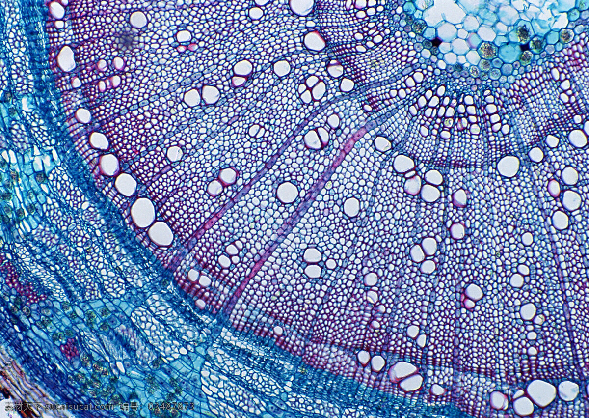 多彩 细胞 结晶 多彩细胞结晶 细胞结晶图片 多彩微观世界 细胞单元 多彩结晶图片