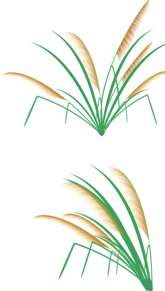 芦苇荡 芦苇矢量 芦苇抠图 草素材 芦苇 芦苇草 自然景观 自然风光