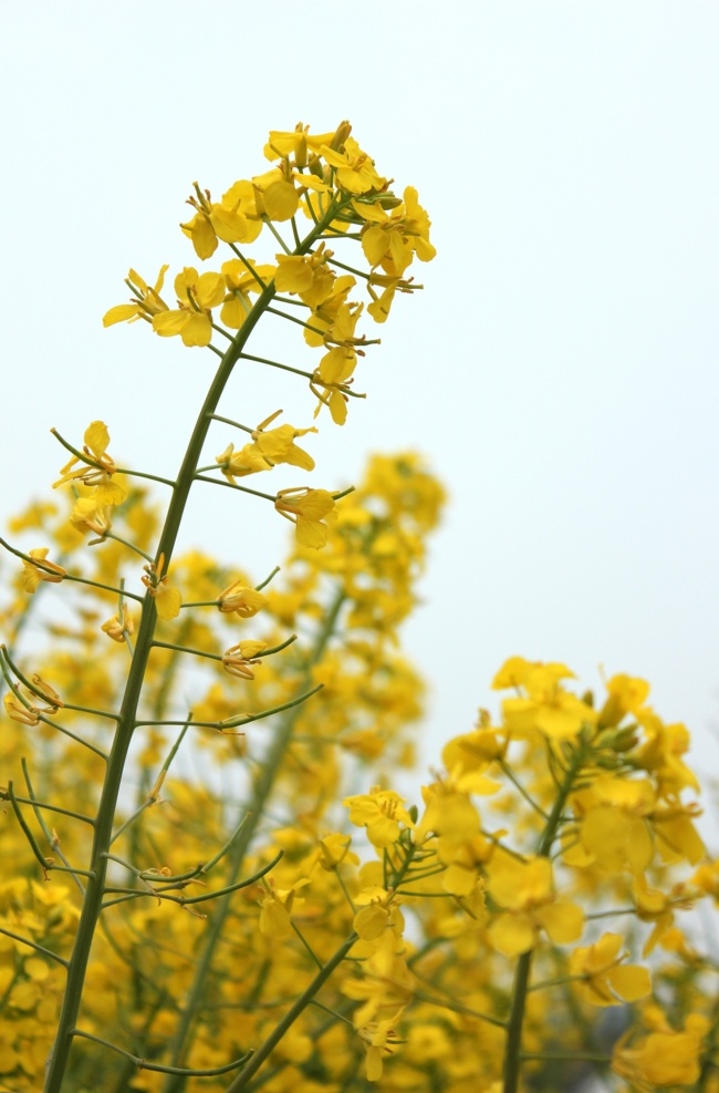 菜籽花 油菜花 菜花 花田 花海 生态农业 生态农场 观光农业 生物世界 花草