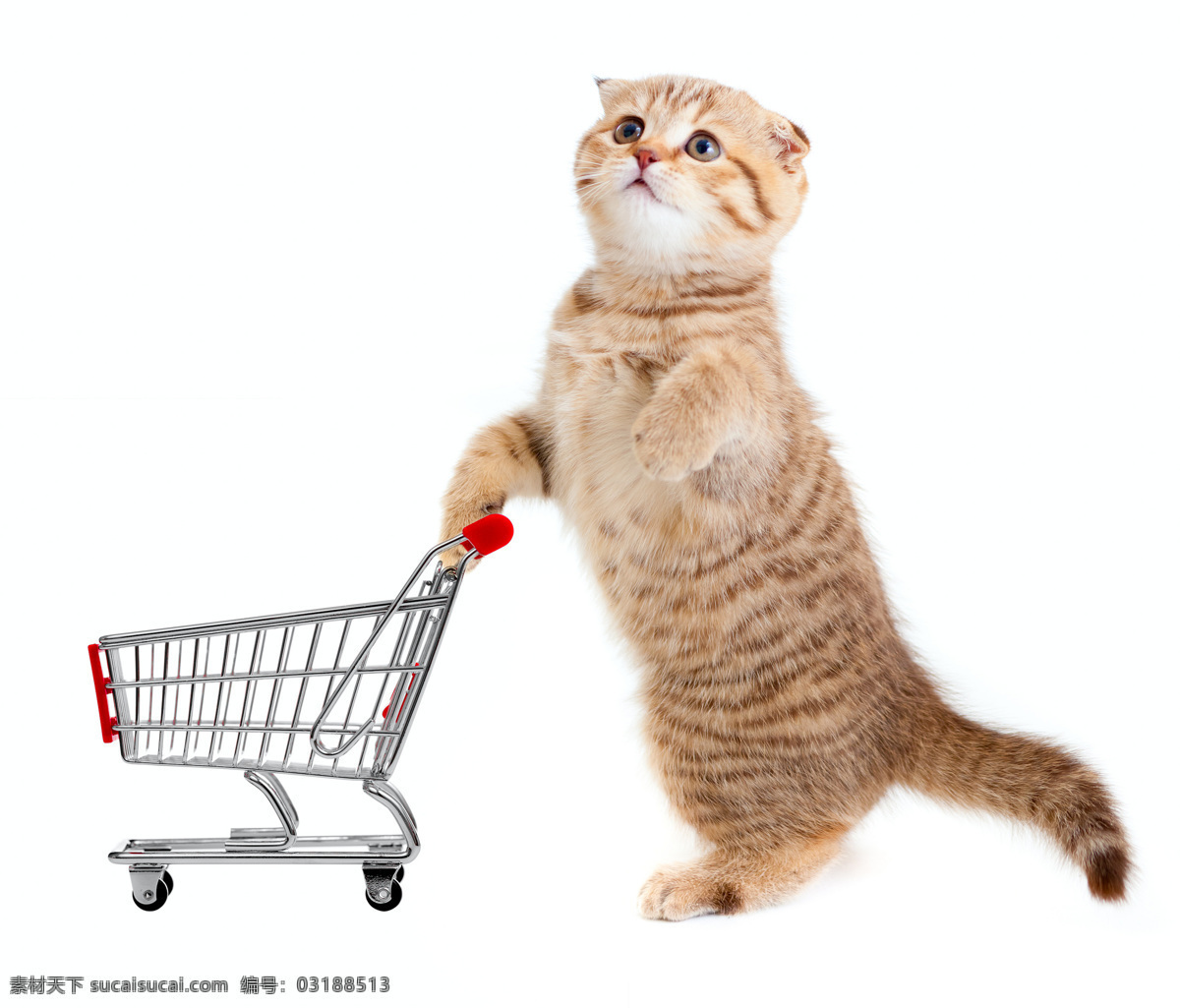 推 购物车 小猫 猫咪 花猫 猫 家禽 懒猫 宠物猫 宠物 家猫 猫猫 动物 家禽家畜 动物世界 生物世界