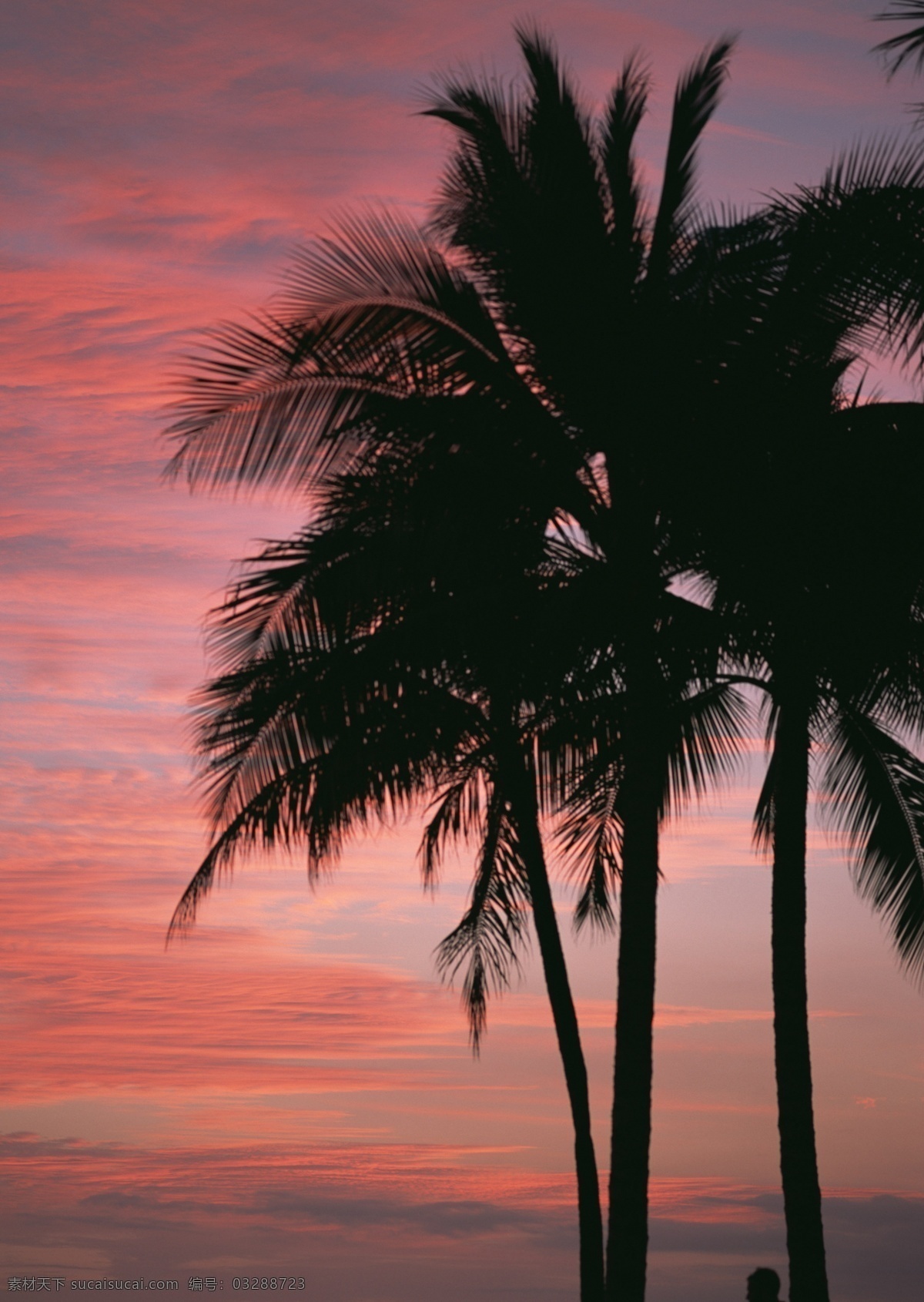 夕阳 照射 椰树 唯美 景色 傍晚 海边风景 夕阳红 美景 风景 自然 天空 晚霞 黄昏 日落 树木 树 海边 高清图片 大海图片 风景图片