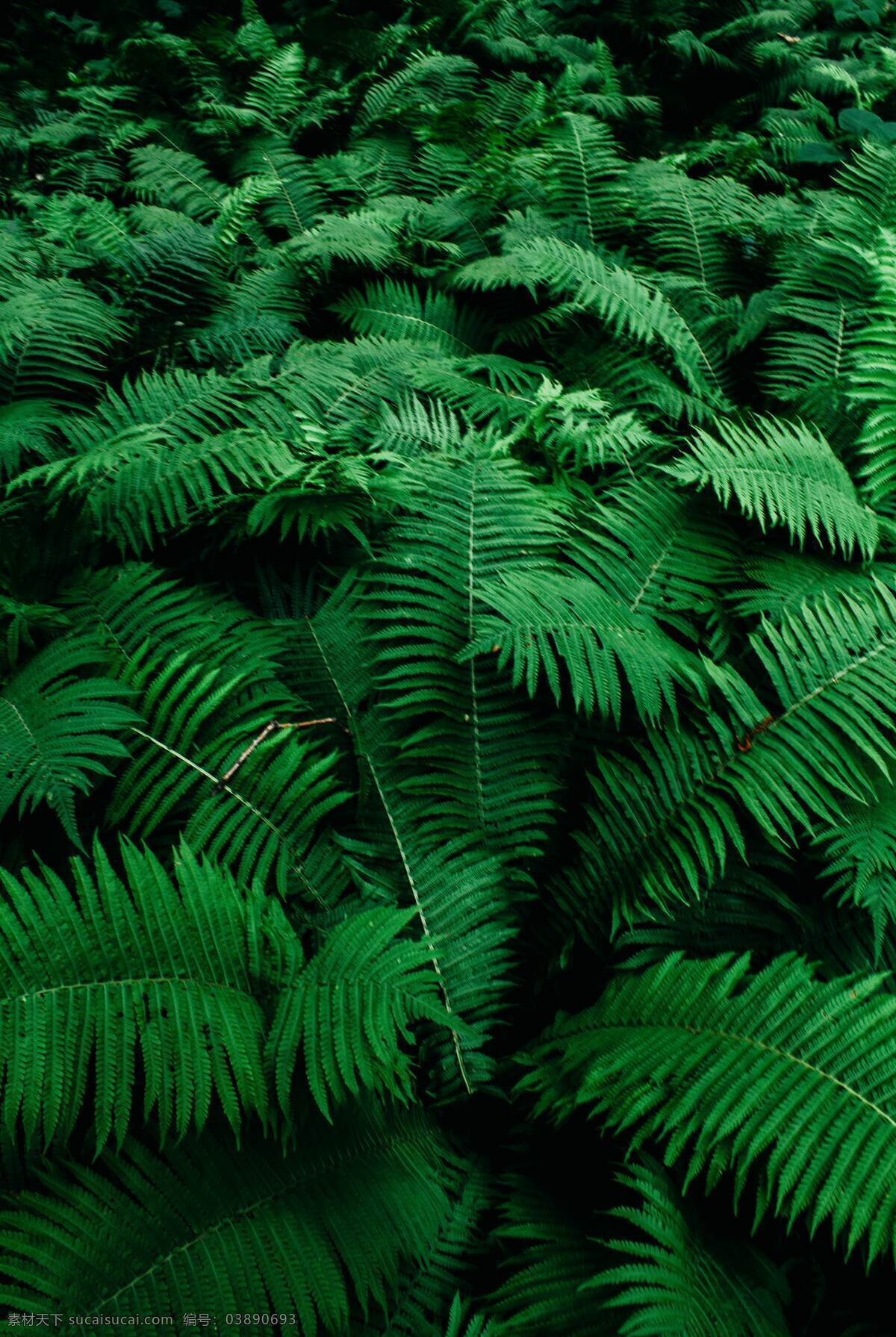 绿色植物图片 绿叶 植物 高清 绿色 生物世界 花草