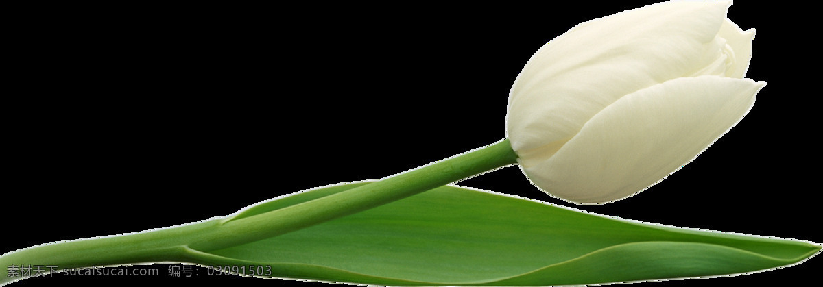 白色 玫瑰花 元素 png元素 玫瑰 免抠元素 透明素材 鲜花 植物
