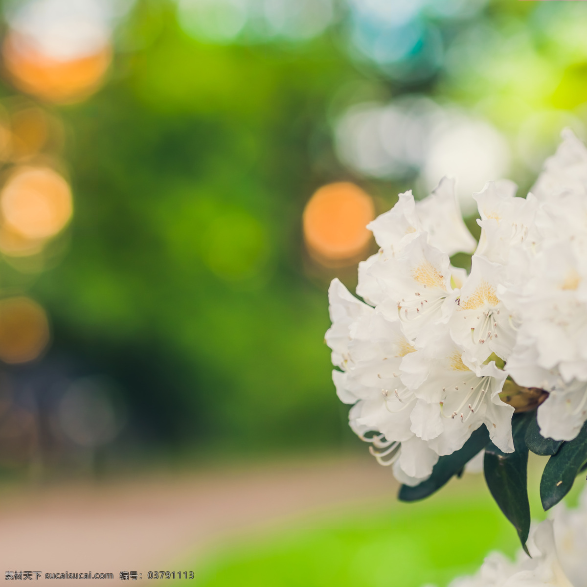 白色花朵特写 白色 花朵 鲜花 特写 背景图案 其他类别 生活百科 绿色