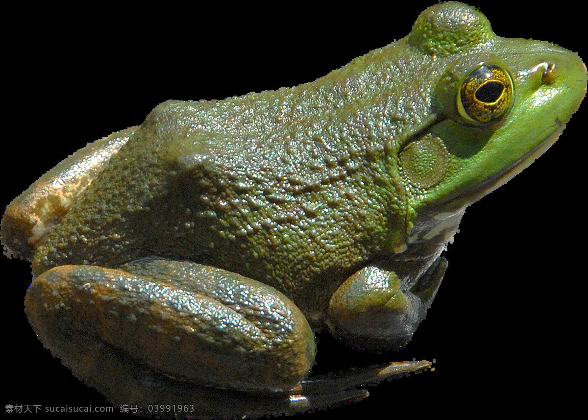 绿色 青蛙 特写 免 抠 透明 绿色青蛙特写 漂亮 青蛙特写 青蛙广告图 青蛙素材 蛙类动物