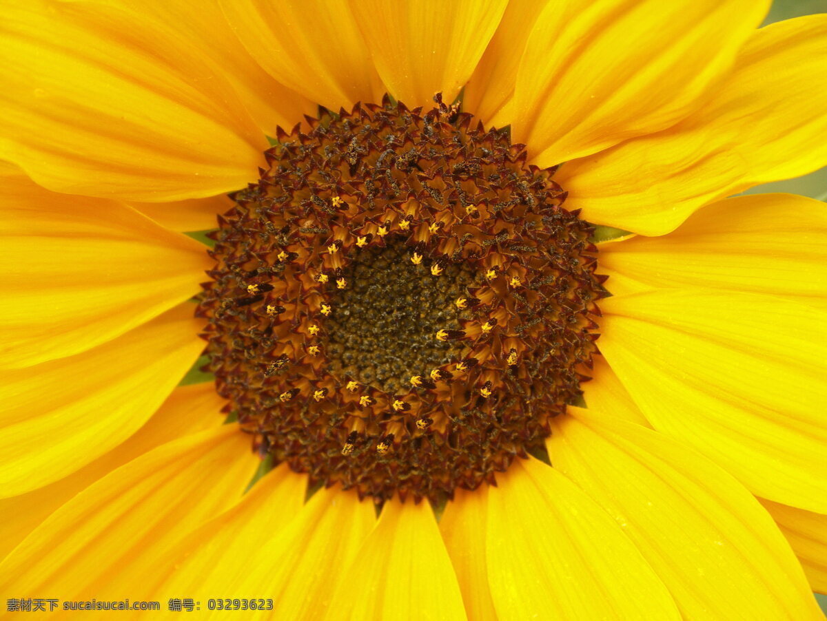 向日葵花盘 葵花花盘 向阳花 花心 花蕊 葵花花蕊 葵花花心 微距花朵 向日葵 葵花 鲜花 黄色花朵 黄花 花瓣 花盘 花朵 花卉 花草 植物 生物世界 葵花籽