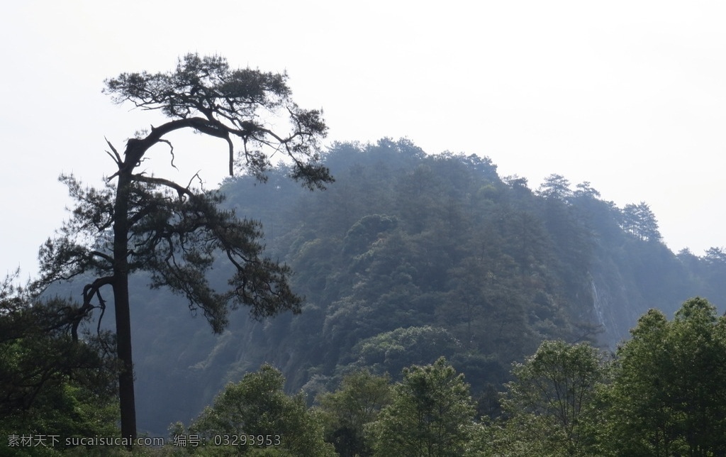 弯曲的松树 弯曲 风霜 独立 傲立 迎风 绿山 青山 森林 原始森林 风景 旅游摄影 国内旅游