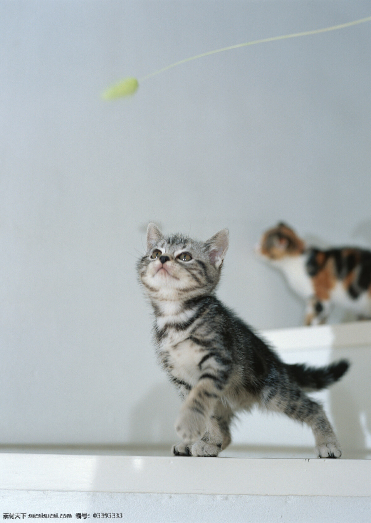 抬头 看上 面的 小猫 动物摄影 宠物 猫 可爱的猫 家猫 猫咪 小猫图片 家禽家畜 生物世界 猫咪图片