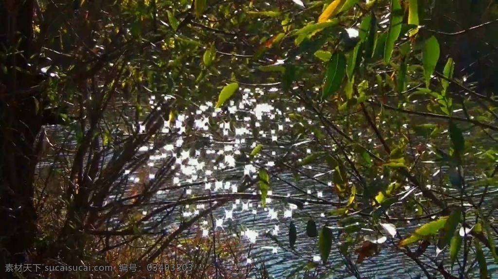 视频背景 合成视频 视频 活动视频背景 合成视频背景 视频素材 视频模版 夏季 河流 树林