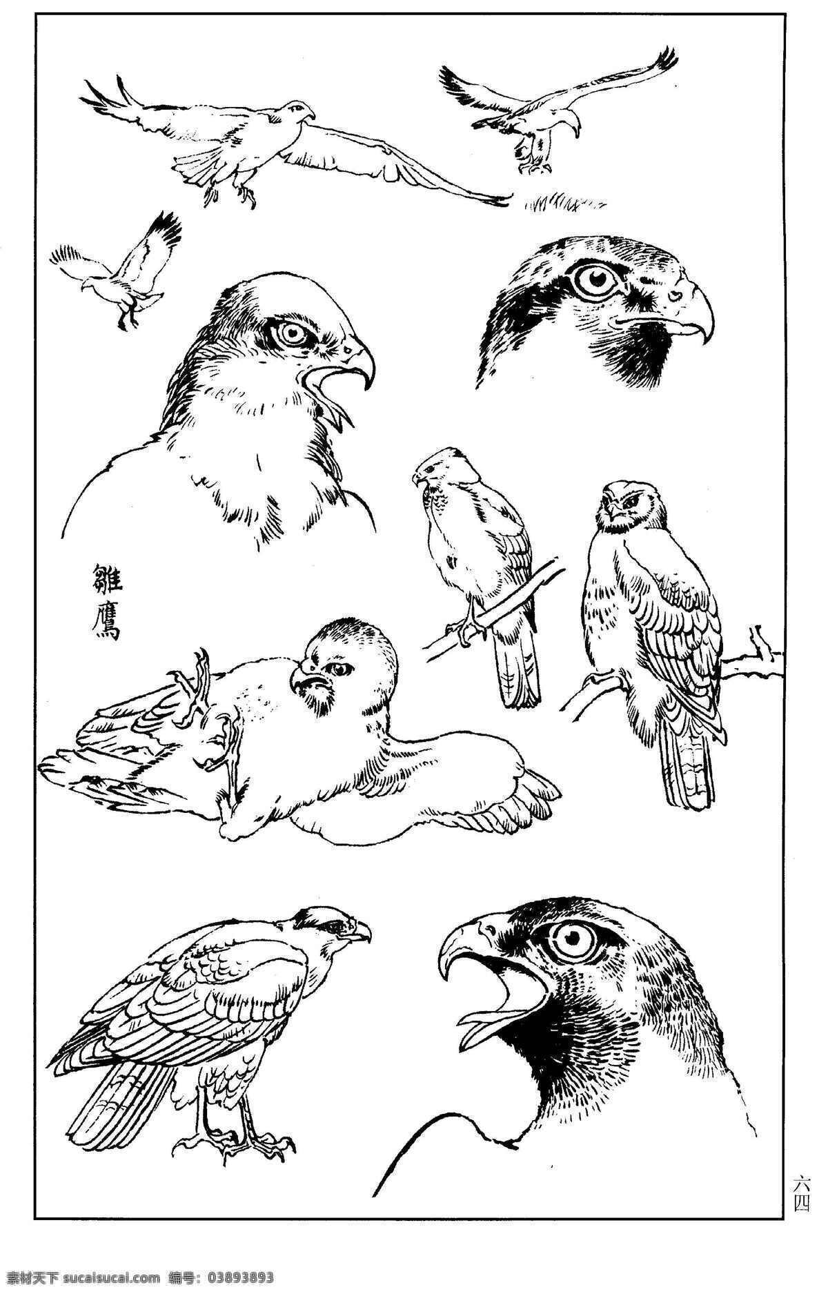 百鸟谱64 鹰 鹫 雕 隼 百鸟 百鸟图 鸟类 鸟兽 花鸟 小鸟 白描 线描 黑白稿 绘画 工笔花鸟 工笔 王满良 梁熔 美术 美术出版社 百鸟谱 生物世界 设计图库