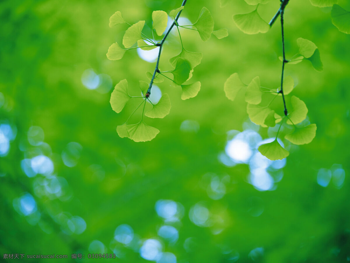 花草 露水 绿色 绿叶 绿叶背景 生物世界 树叶 水珠 水滴 植物 植被 花草主题 花草高清图片 树木树叶 psd源文件