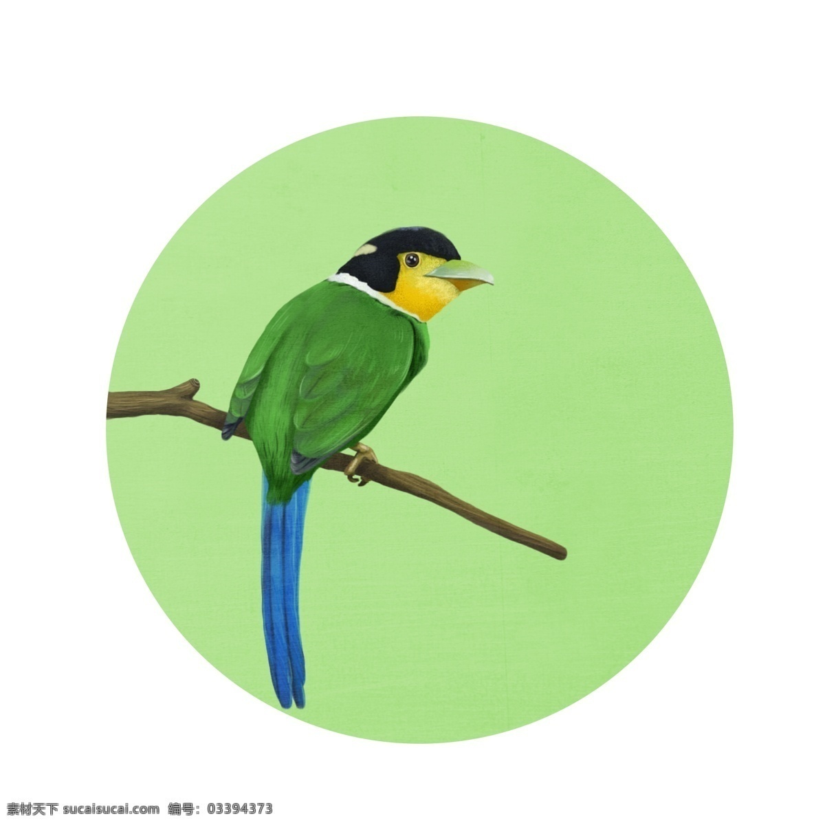 各种 风格 类型 鸟类 元素 手绘 插画 鸟 飞禽 树林 卡通 节日 爱鸟日