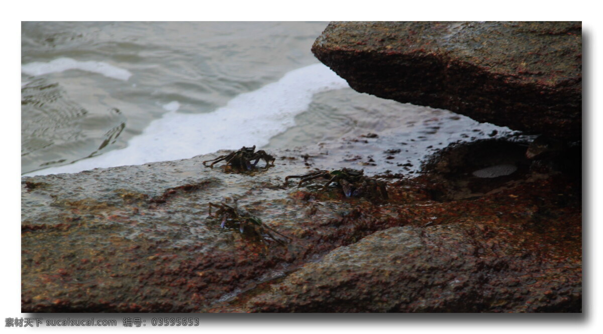海南 文昌 铜鼓岭 海洋 生物 海虾 生物世界 海洋生物 黑色