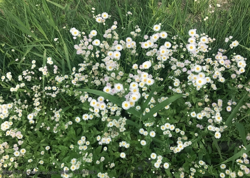 小雏菊 小花 路边野花 雏菊 植物 花朵 自然景观 自然风景