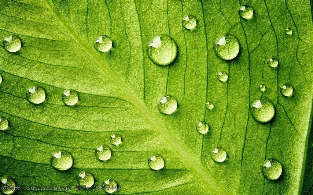 绿叶 露珠 水珠 绿色 叶脉 背景 屏保 纯净 清澈 树叶 叶子 生物世界 树木树叶