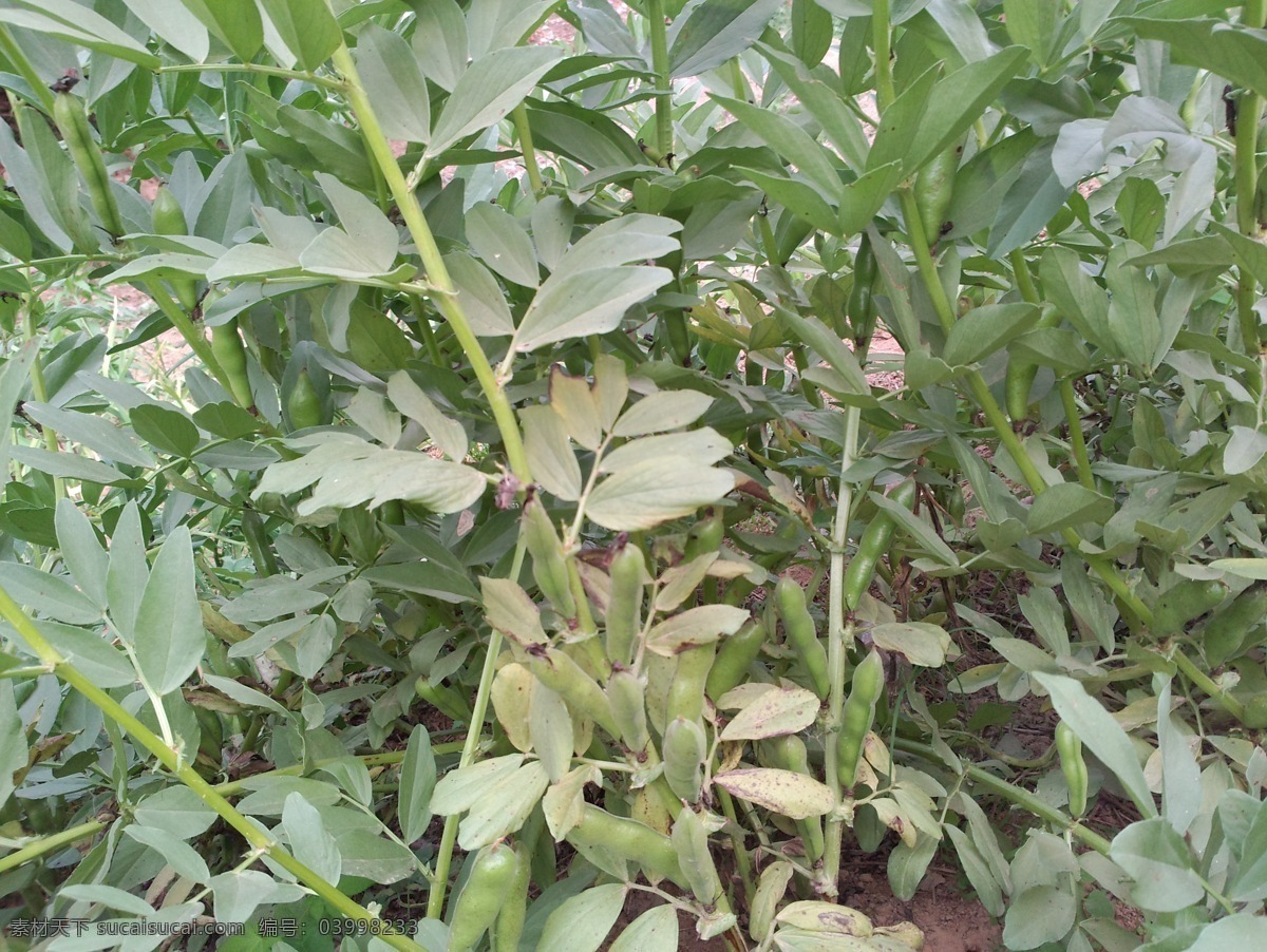 蚕豆 生物世界 蔬菜 蚕豆地 蚕豆摄影 蚕豆棵 蚕豆苗 蚕豆田 风景 生活 旅游餐饮