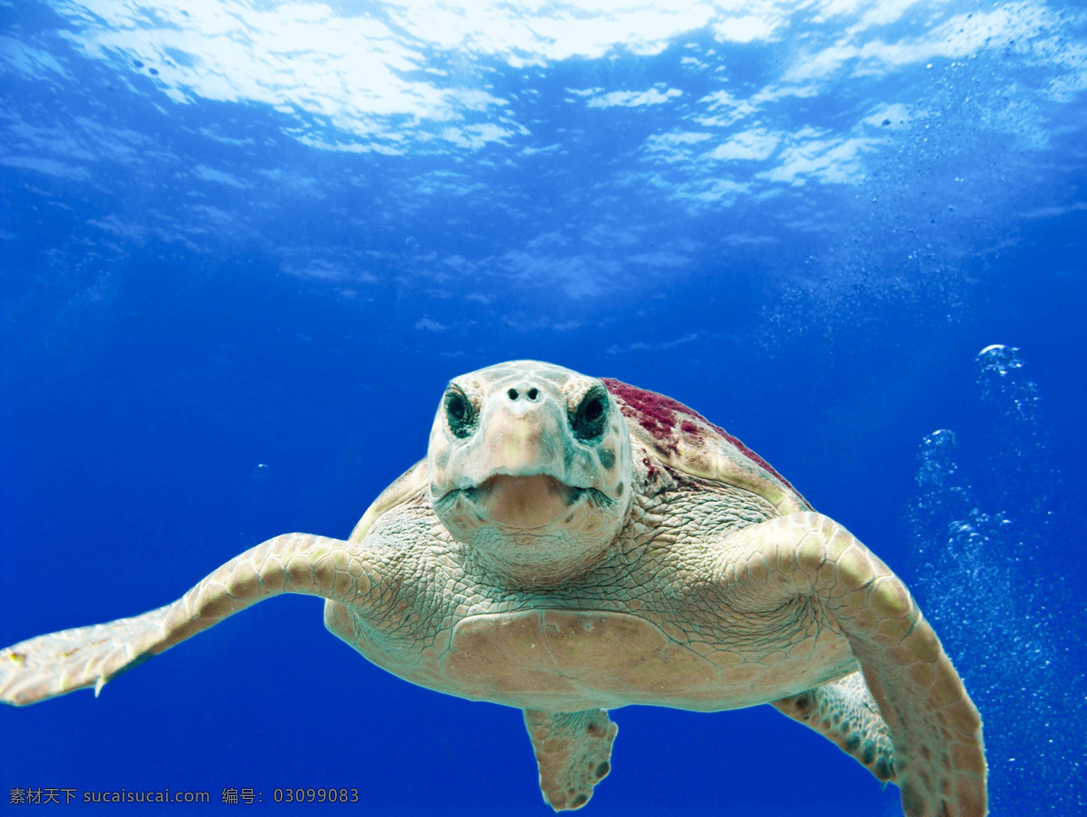海龟 海洋 水下 生物 动物 海底世界 生物世界 海洋生物