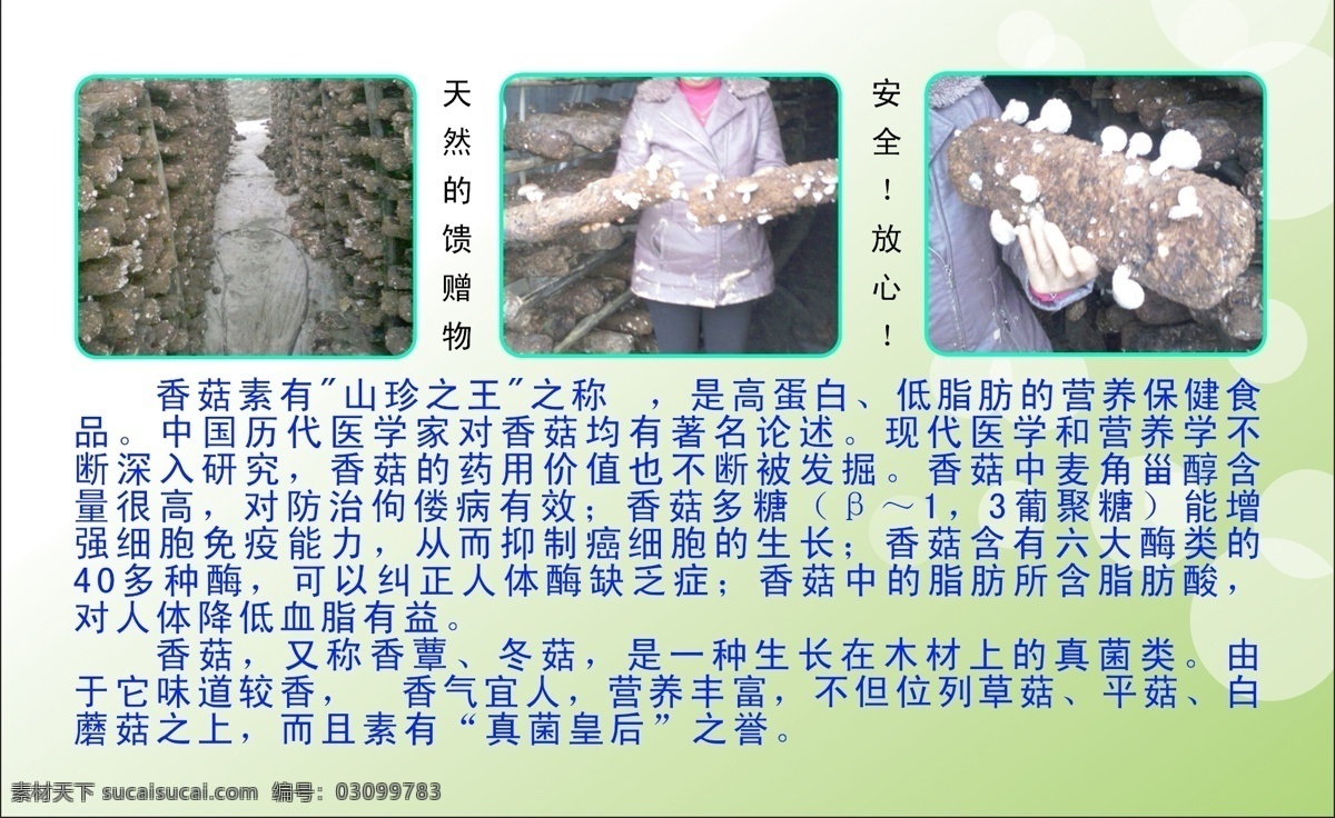香菇 名片 淡雅背景 基地 绿色背景 陕西 生产 香菇名片 名片卡 广告设计名片