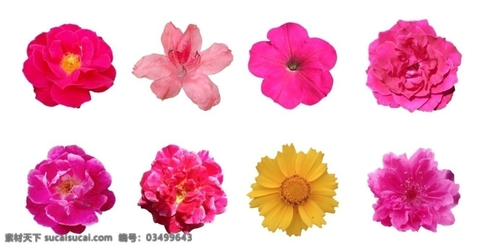 花 花朵素材 素材花朵 月季花 盛开的花 小黄花 小菊花 野菊花 红色花 粉色花 紫色花 抠图花 去底色的花 一朵花 春天花朵 夏天花 月季 杜鹃花 映山红 花素材 鲜花 鲜花素材 高清花朵 漂亮花朵 花朵花瓣素材 花瓣
