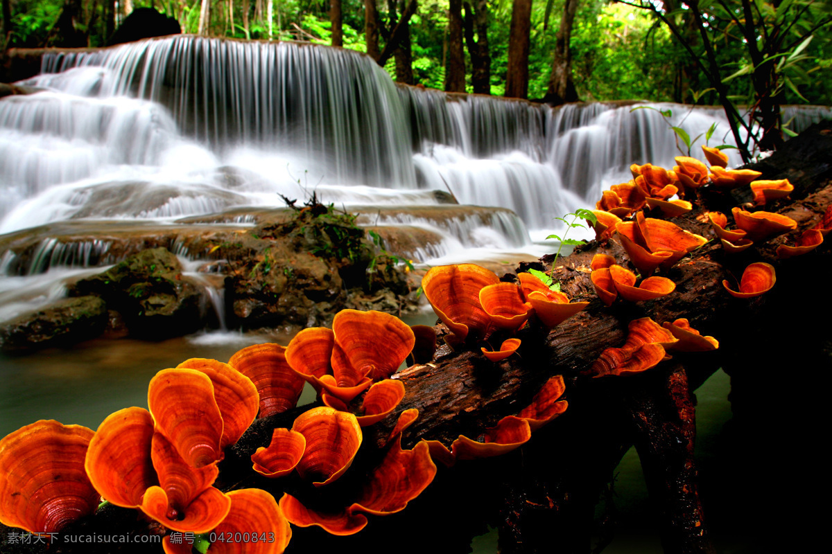 瀑布与灵芝 瀑布风景 灵芝 美丽风景 自然风光 美丽景色 自然美景 自然风景 自然景观 黑色