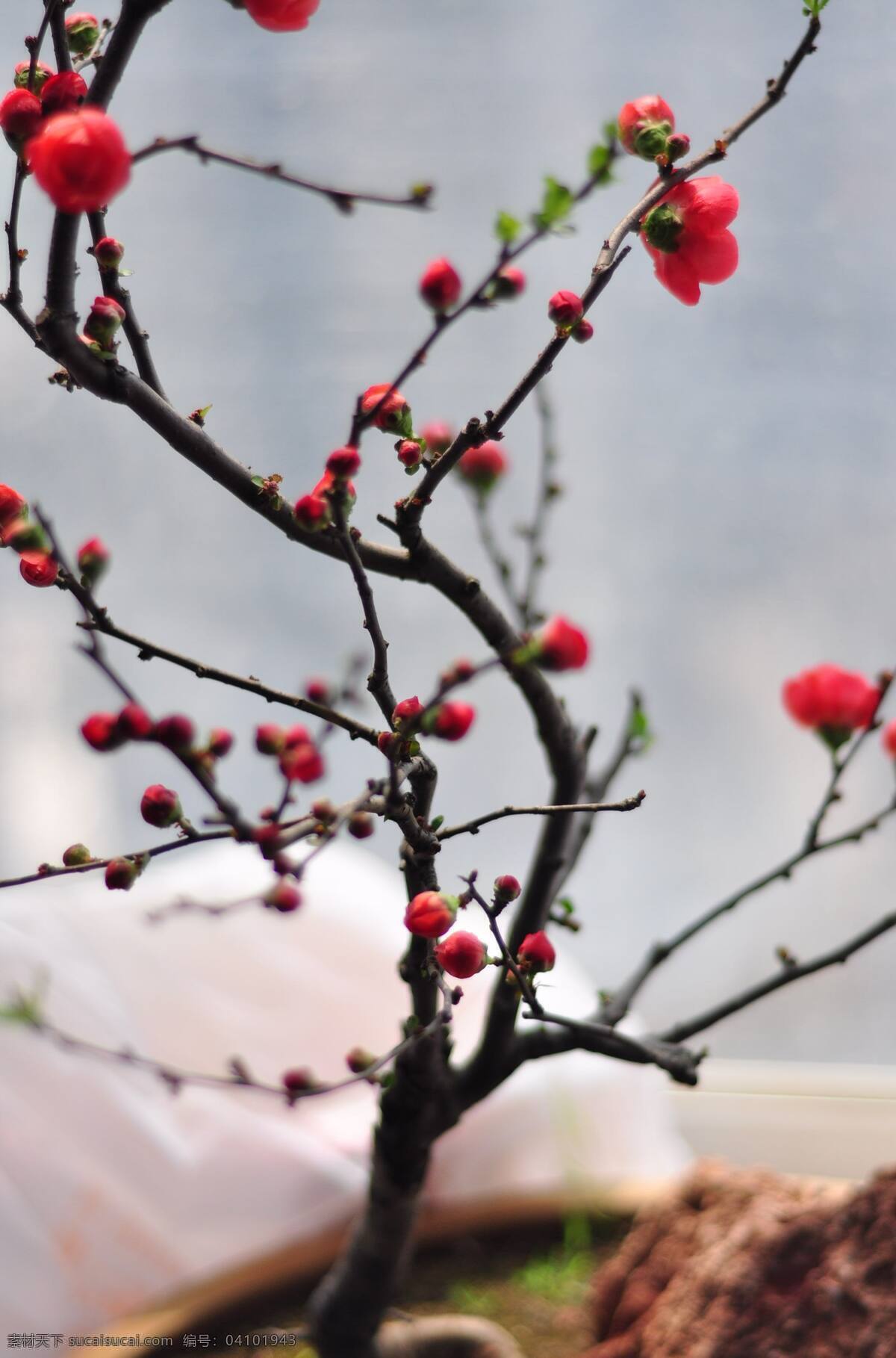 春季 赏 梅 寒冬 红色 花草 花卉 摄影风景 生物世界 树枝 春季赏梅 独树一帜 美丽的梅花 赏梅 看梅