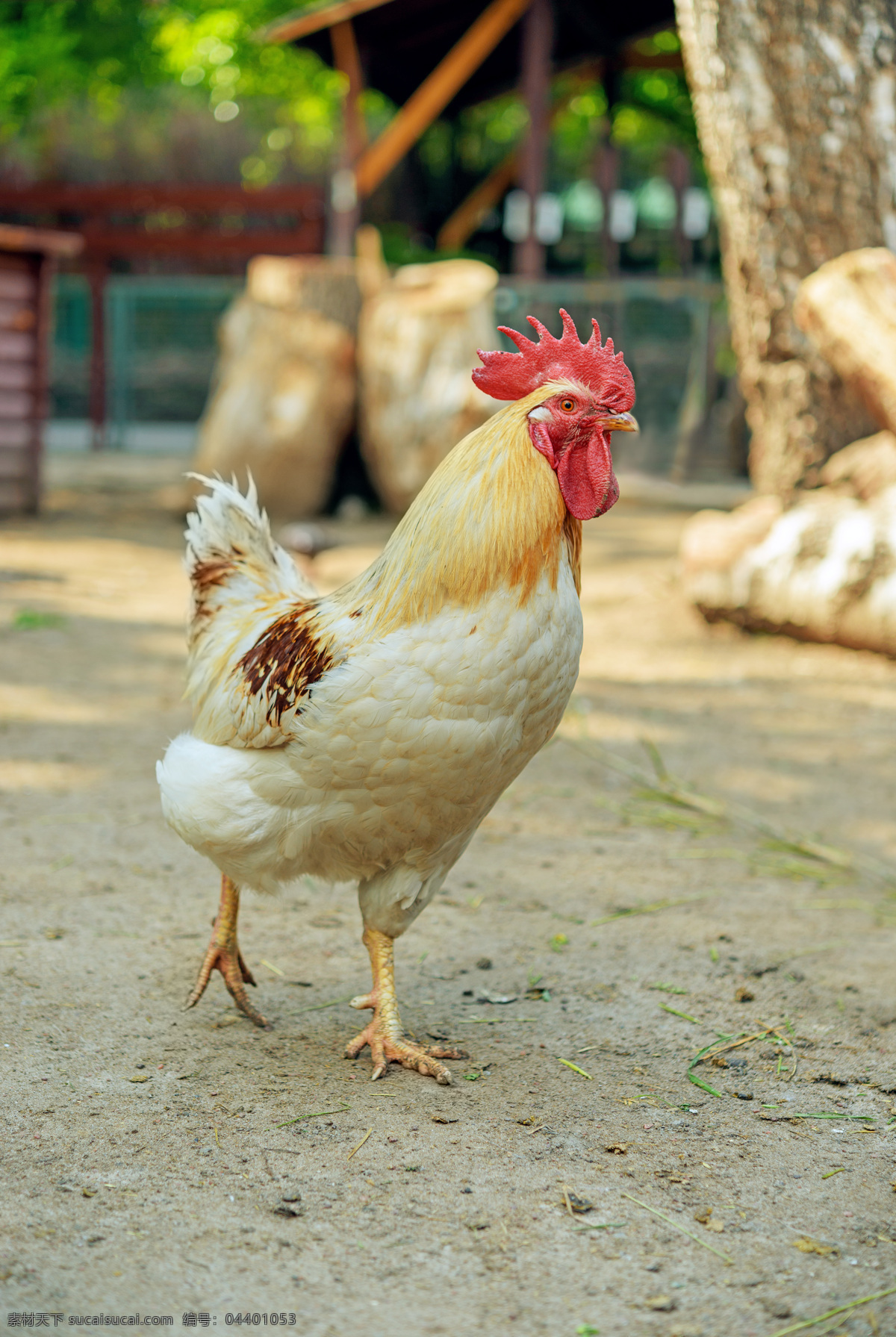 大 白花 公鸡 摄影图片 农舍 家禽家畜 大白花公鸡 生物世界
