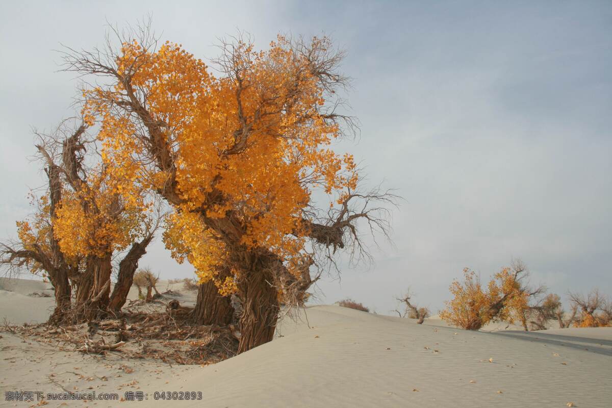 胡杨树 胡杨林 沙漠胡杨 胡杨林风景 新疆沙漠胡杨 自然景观 自然风景