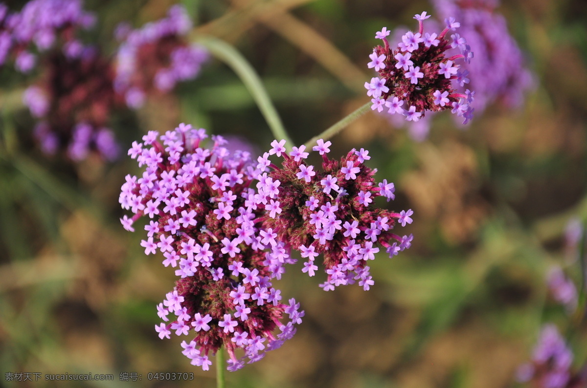 高清 薰衣草 高清图片 花卉 鲜花素材 植物 紫色花朵 紫色鲜花 风景 生活 旅游餐饮