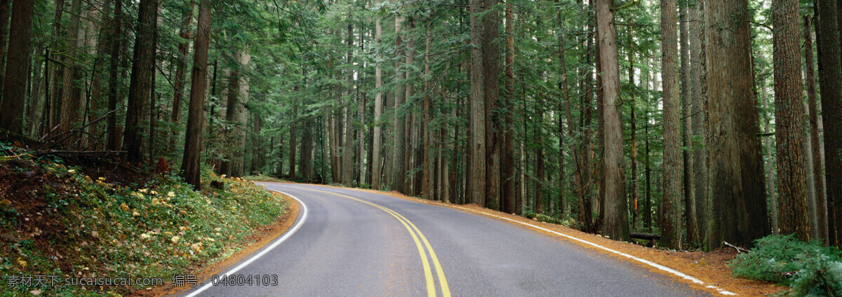 林间小路 树林 林间道路 树木 树林公路 公路 自然美景 自然景观 自然风景