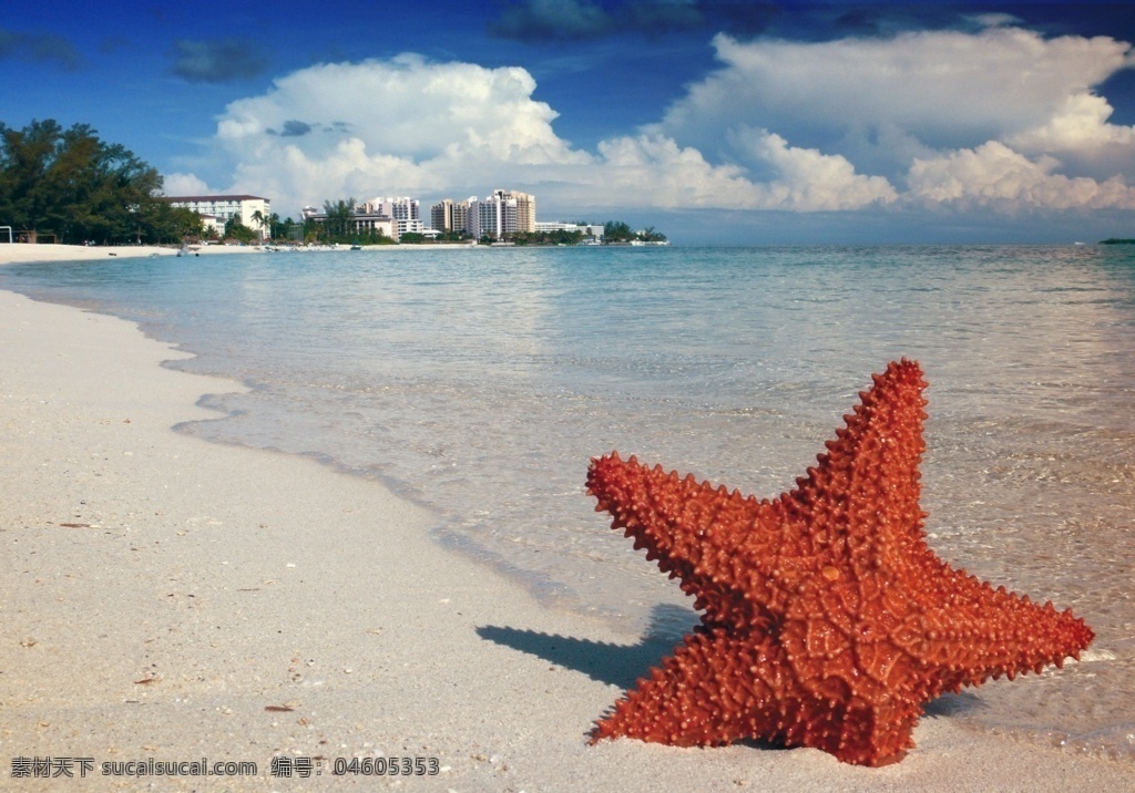 漂亮 海星 漂亮的海星 五彩海星 美丽的海星 水产 海产 生物世界 海洋生物