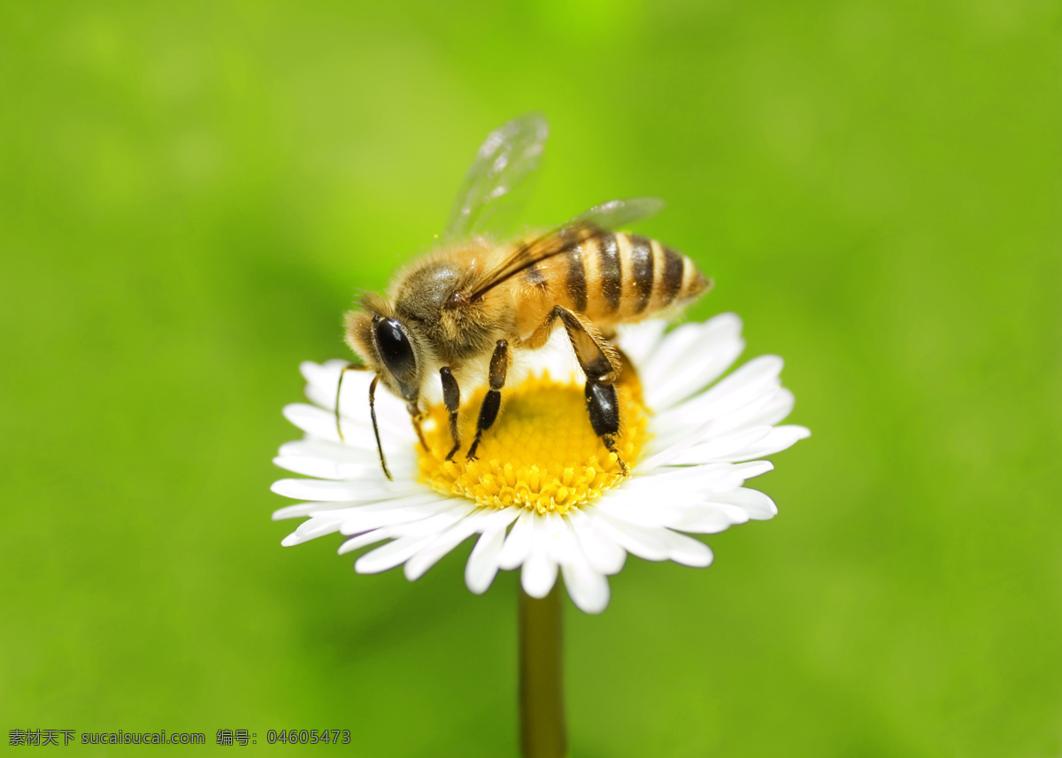 花朵 上 蜜蜂 绿色背景 鲜花 白色小花 花朵上 的蜜蜂 昆虫花鸟 生物世界 昆虫