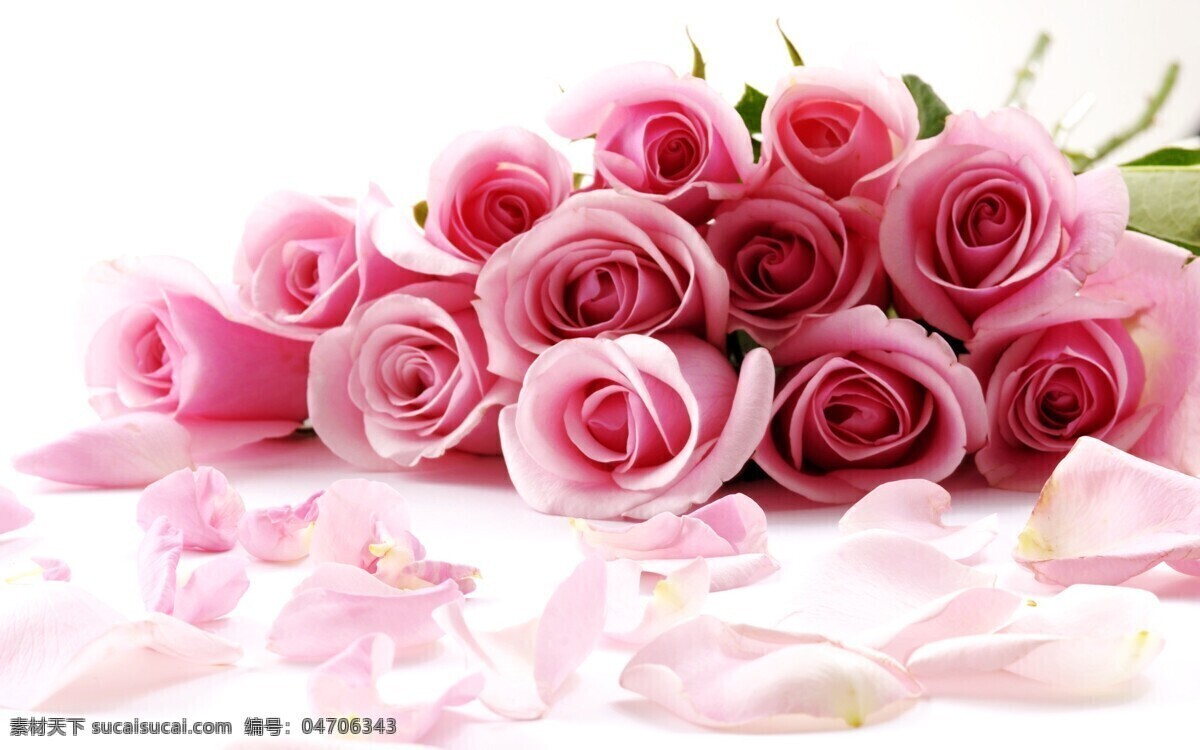 玫瑰花 唯美背影 玫瑰花图片 玫瑰花素材 玫瑰花模板 玫瑰花背景 花朵 情人节玫瑰花 多色玫瑰花 粉红玫瑰 生物世界 花草