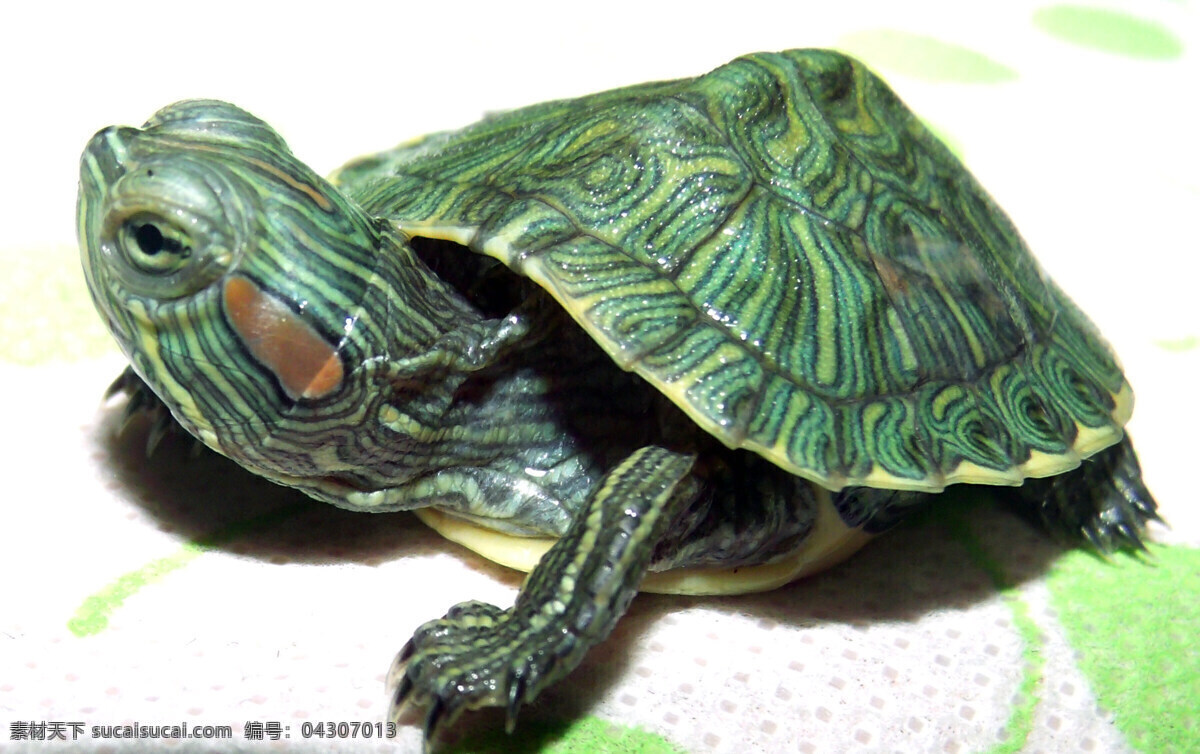 巴西红耳龟 爬宠 红耳龟 小龟 观赏龟 小乌龟