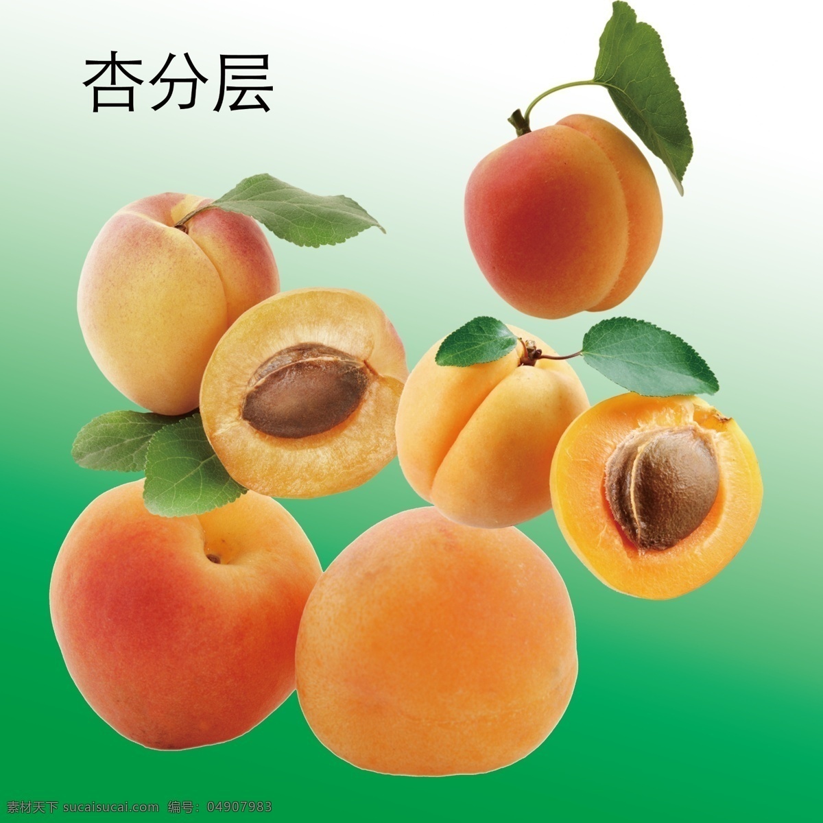 杏图片 杏 山杏 家杏 杏子 带叶杏 甜杏 水果 蔬菜水果 节日类目 分层