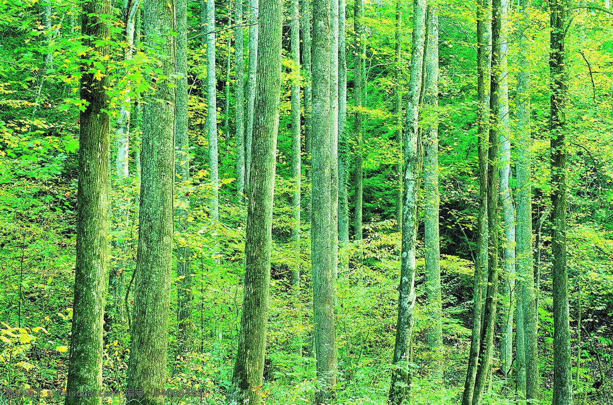 森林 风光 背景 风景 季节 旅游 森林风光 摄影图库 树 树林 树木 休闲 自然 自然风景 自然景观 生活 旅游餐饮